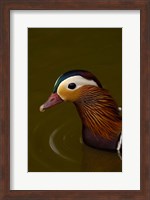 Mandarin Duck, England Fine Art Print