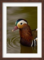 Mandarin Duck, Slimbridge Wildfowl and Wetlands Trust, England Fine Art Print