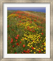 Poppies in Studland Bay, Dorset, England Fine Art Print