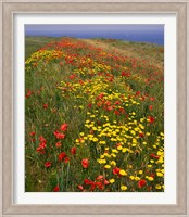 Poppies in Studland Bay, Dorset, England Fine Art Print