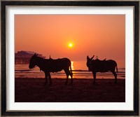 Donkeys at Central Pier, Blackpool, Lancashire, England Fine Art Print