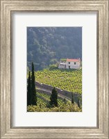 Hillside Vineyard, Manolates, Samos, Aegean Islands, Greece Fine Art Print