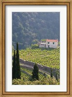 Hillside Vineyard, Manolates, Samos, Aegean Islands, Greece Fine Art Print