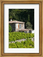 Vineyard, Vourliotes, Samos, Aegean Islands, Greece Fine Art Print