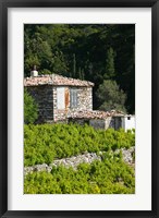 Vineyard, Vourliotes, Samos, Aegean Islands, Greece Fine Art Print