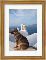 Greece, Santorini, Oia, Dog, Blue Domed Churches Fine Art Print