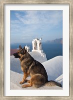 Greece, Santorini, Oia, Dog, Blue Domed Churches Fine Art Print