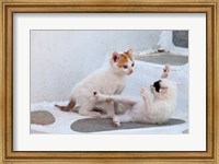 Kittens Playing, Mykonos, Greece Fine Art Print