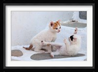Kittens Playing, Mykonos, Greece Fine Art Print