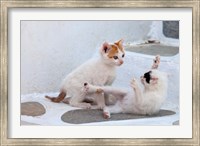 Kittens Playing, Mykonos, Greece Fine Art Print