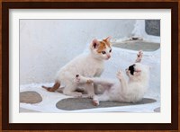 Kittens Playing, Mykonos, Greece Fine Art Print
