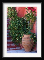 Large Pot With Honeysuckle Vine, Santorini, Greece Fine Art Print
