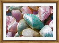 Greece, Dodecanese, Rhodes, Harbor, Seashells Fine Art Print