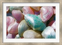 Greece, Dodecanese, Rhodes, Harbor, Seashells Fine Art Print