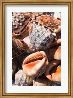 Greece, Dodecanese, Rhodes, Seashells Fine Art Print