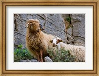 Greece, Crete, Lasithi, Wild Sheep, Kavousi Gorge Fine Art Print