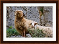 Greece, Crete, Lasithi, Wild Sheep, Kavousi Gorge Fine Art Print
