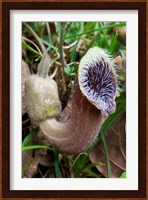 Greece, Crete, Cretan Birthwort, Carnivorous Flora Fine Art Print