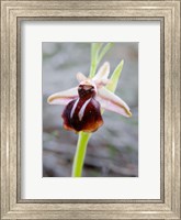 Greece, Crete Orchid in Bloom Fine Art Print