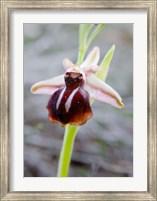 Greece, Crete Orchid in Bloom Fine Art Print