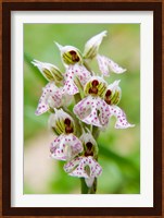 Orchid in bloom, Crete, Greece Fine Art Print