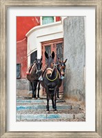 Mules, Imerovigli, Santorini, Greece Fine Art Print
