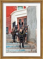 Mules, Imerovigli, Santorini, Greece Fine Art Print