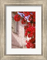 Red Flowers on Main Street, Kardamyli, Messina, Peloponnese, Greece Fine Art Print