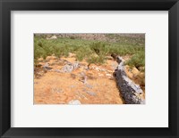 Olive Orchard and Stone Wall, Greece Fine Art Print