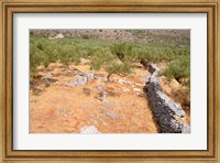 Olive Orchard and Stone Wall, Greece Fine Art Print