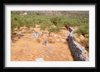 Olive Orchard and Stone Wall, Greece Fine Art Print