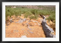 Olive Orchard and Stone Wall, Greece Fine Art Print