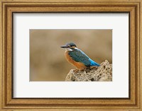 Common Kingfisher bird, Cliff, Cyprus Fine Art Print