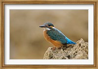 Common Kingfisher bird, Cliff, Cyprus Fine Art Print