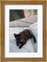 Greece, Paros, Naoussa, Cat on Boat Sails Fine Art Print