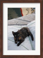 Greece, Paros, Naoussa, Cat on Boat Sails Fine Art Print