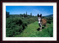 Domestic Donkey, Samos, Greece Fine Art Print