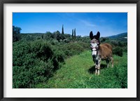 Domestic Donkey, Samos, Greece Fine Art Print