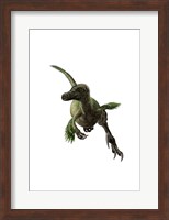 Velociraptor, White Background Fine Art Print