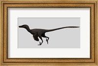 Velociraptor Mongoliensis, Mid-sized Dinosaur Fine Art Print