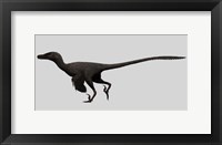 Velociraptor Mongoliensis, Mid-sized Dinosaur Fine Art Print
