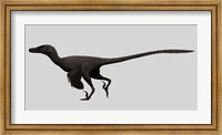 Velociraptor Mongoliensis, Mid-sized Dinosaur Fine Art Print