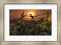 A Group of Feathered Carnivorous Velociraptors Fine Art Print