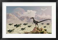 Protoceratops stampede in fear as a Velociraptor Watches Framed Print