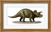 Triceratops Dinosaur 6 Fine Art Print