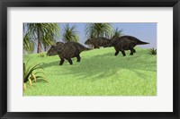 Three Triceratops Walking across an Open Field Fine Art Print