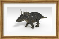 Triceratops Dinosaur 3 Fine Art Print