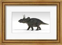 Triceratops Dinosaur 5 Fine Art Print