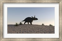 Triceratops Walking across a Barren Landscape 1 Fine Art Print
