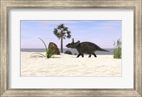 Triceratops Walking along a Prehistoric Beach Landscape Fine Art Print